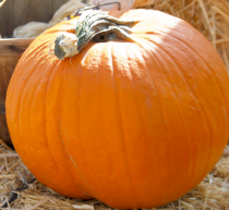 [stock photo of a pumpkin]